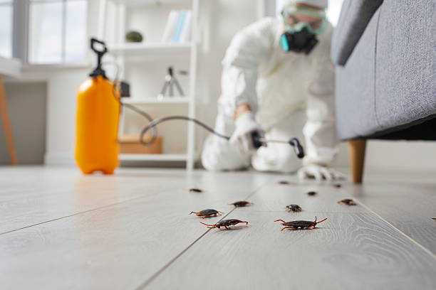 Commercial Kitchen Cockroach Control in Morgan City